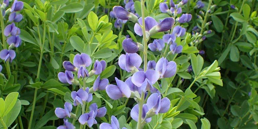 Les fleurs papilionacées du Lupin indigo