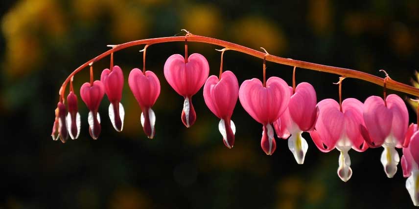 Les fleurs en forme de coeur du Dicentra spectabilis, ou Coeur-de-Marie