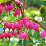 10 plantes vivaces à floraison de fin de printemps