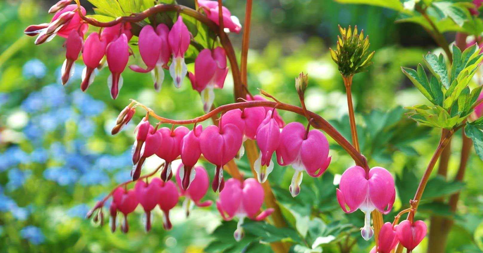 10 plantes vivaces à floraison de fin de printemps