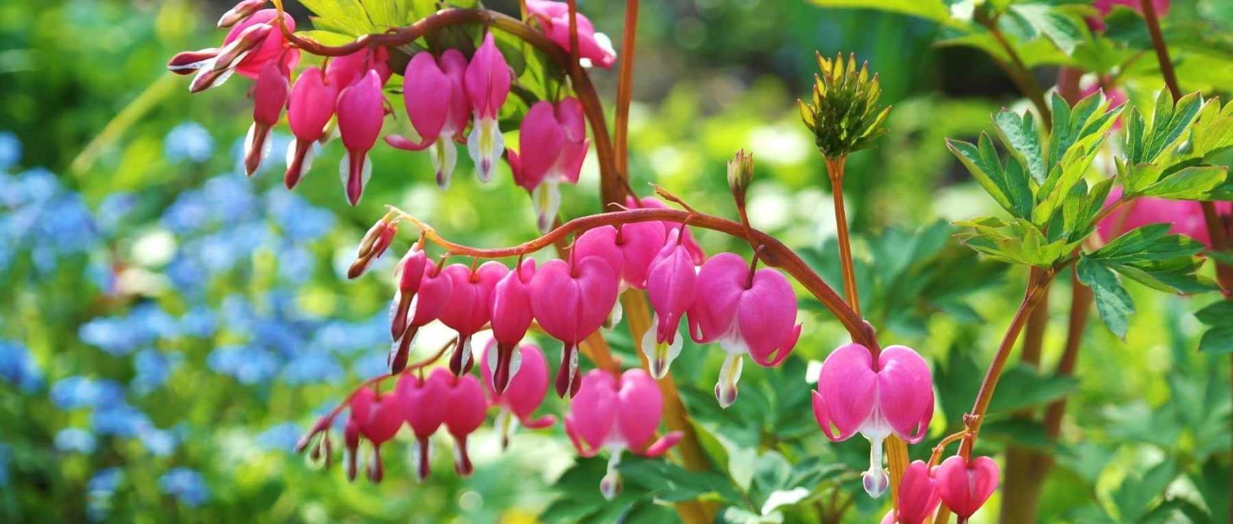 10 plantes vivaces à floraison de fin de printemps