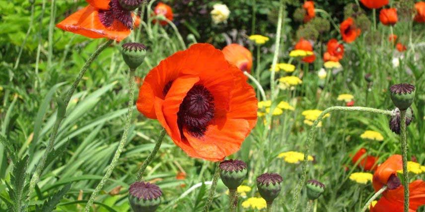 La floraison d'un Pavot d'Orient