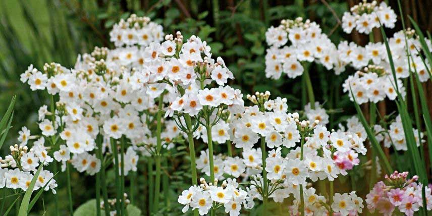 Les fleurs blanches verticillées de la Primevère japonaise 'Alba'