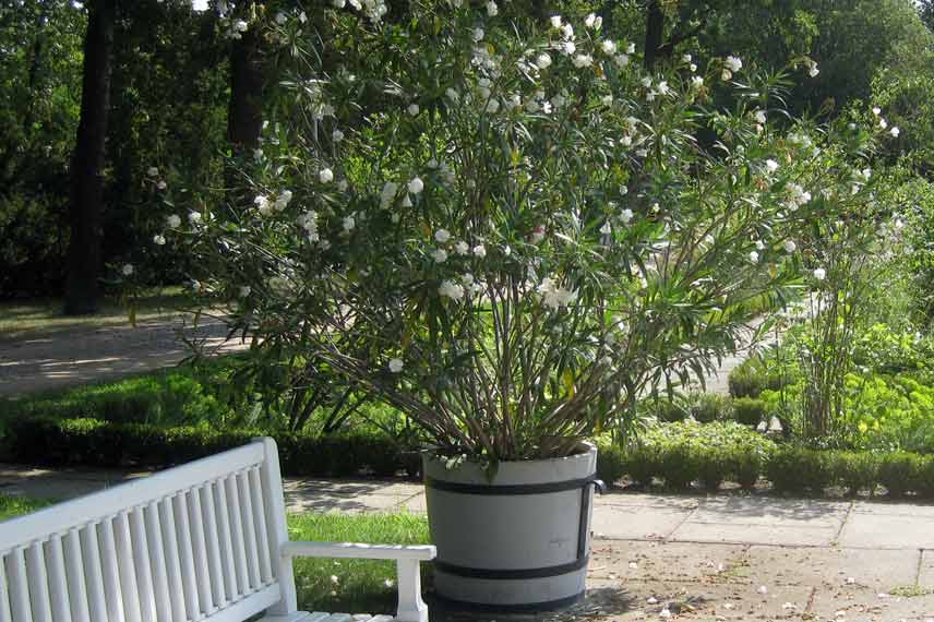 L’entretien du laurier rose en pot