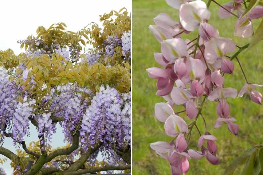 plantes grimpantes pour habiller un arbre