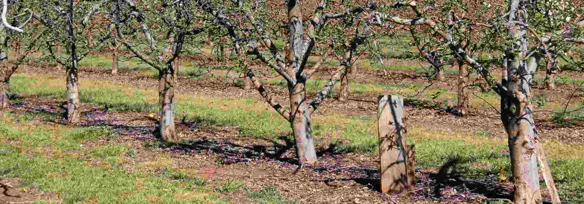 BANDE DE GLU ANTI INSECTES POUR ARBRES