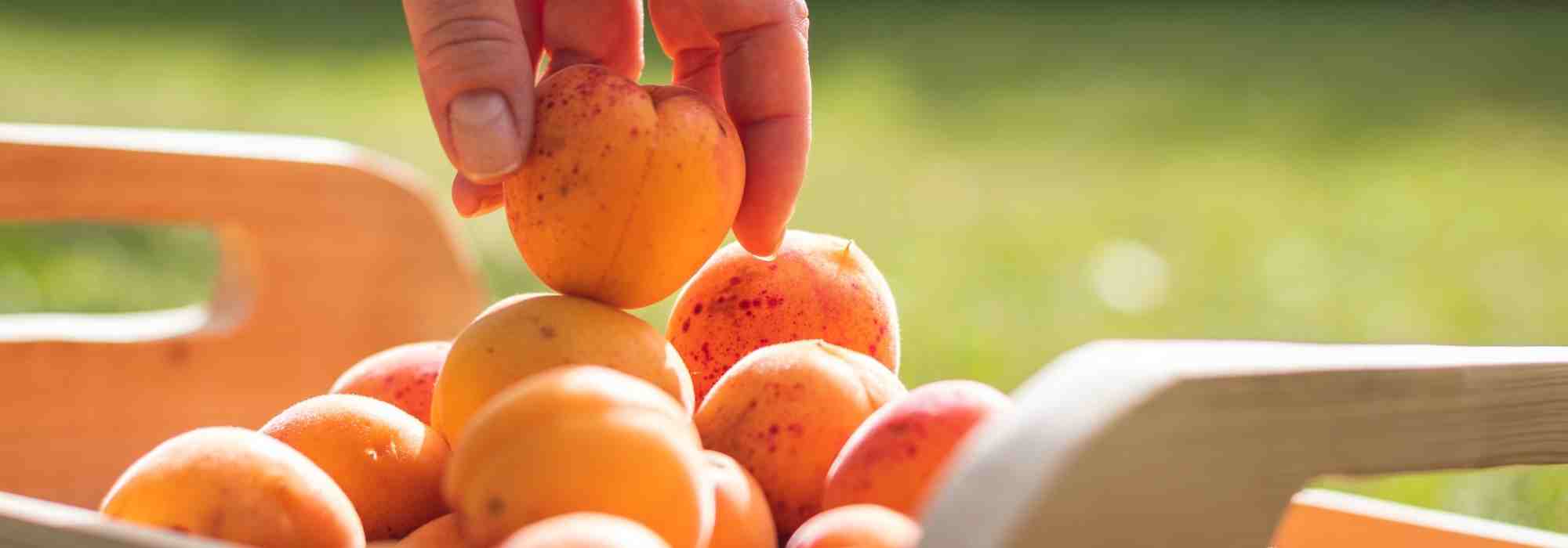 comment faire sécher des abricots, séchage abricots