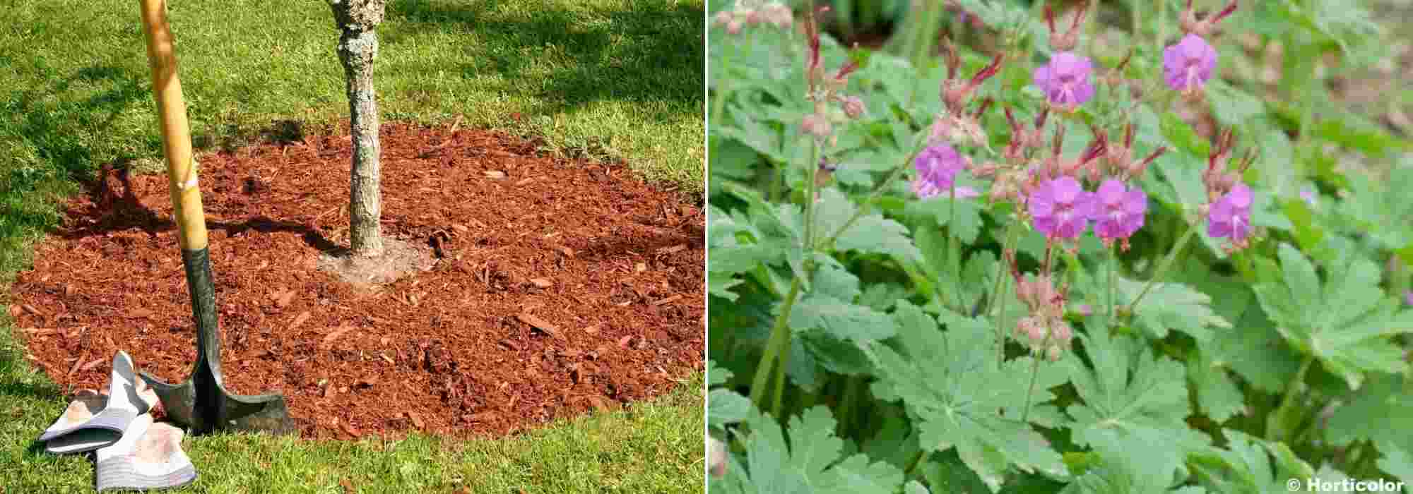 Comment choisir et poser une toile de paillage ? - Promesse de Fleurs