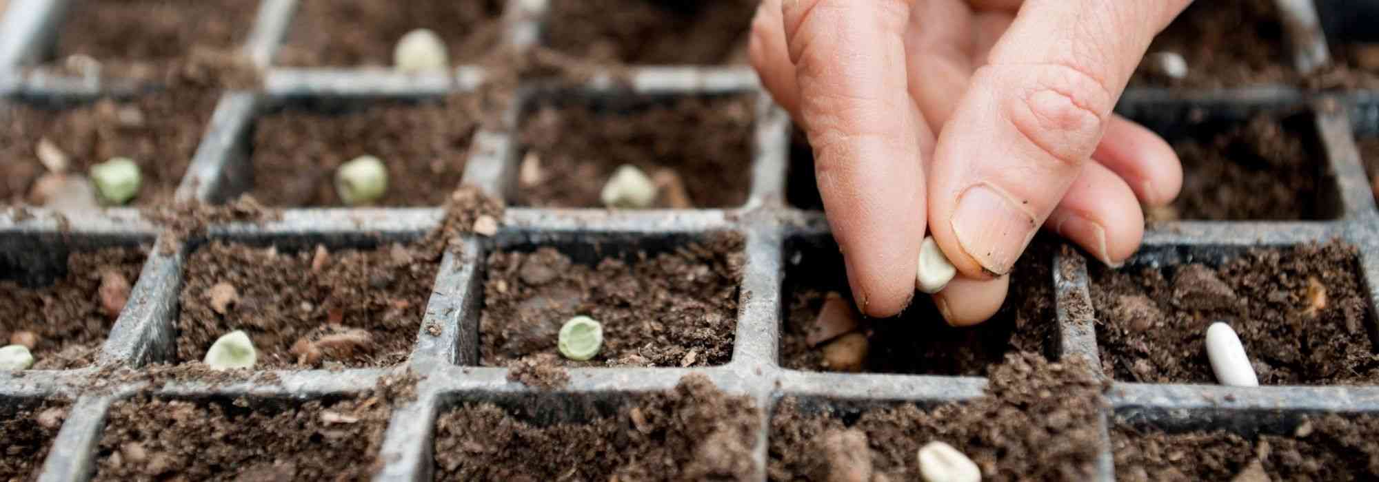 Le calendrier potager - Mars