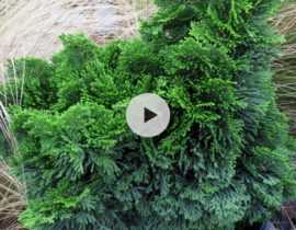Les Chamaecyparis obtusa