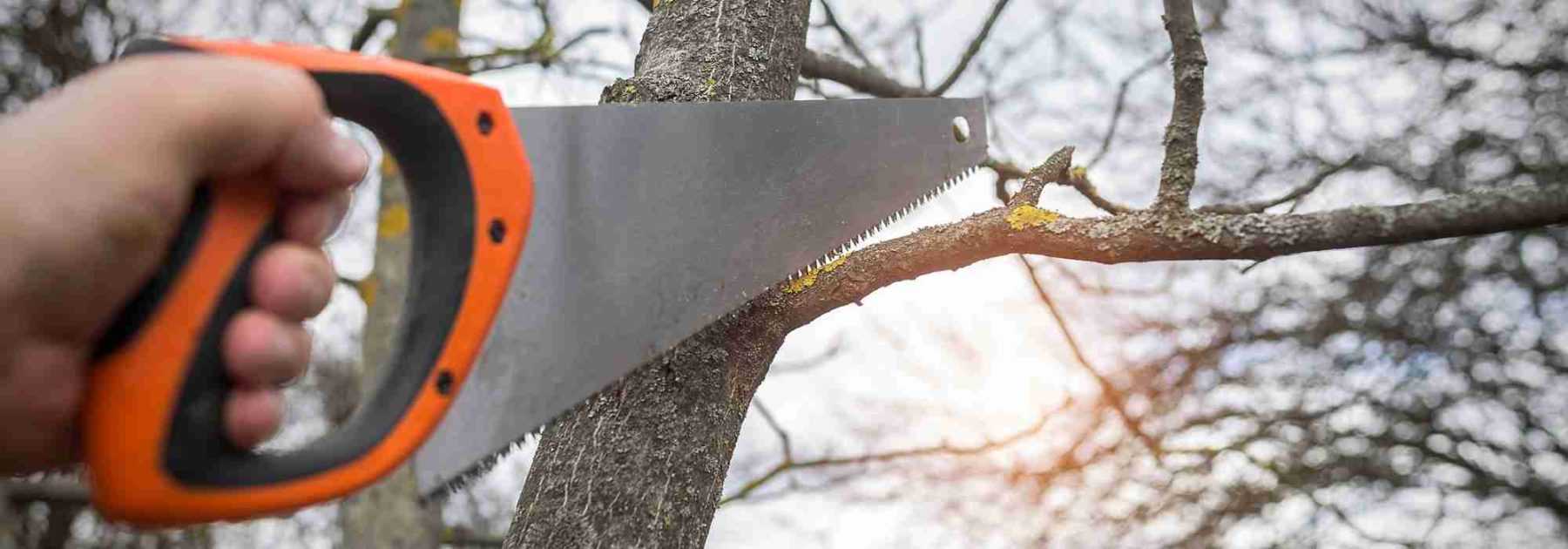 Quand et comment couper une grosse branche d'arbre ?