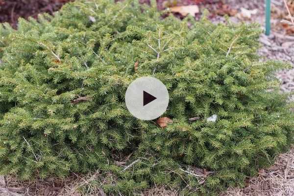 Les conifères nains : parfaits dans de petits espaces