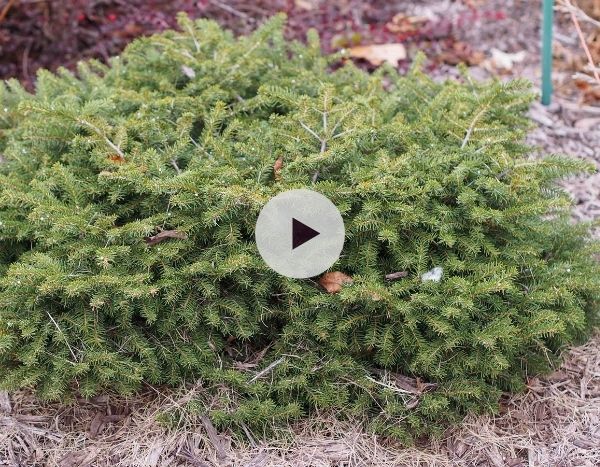 Les conifères nains : parfaits dans de petits espaces