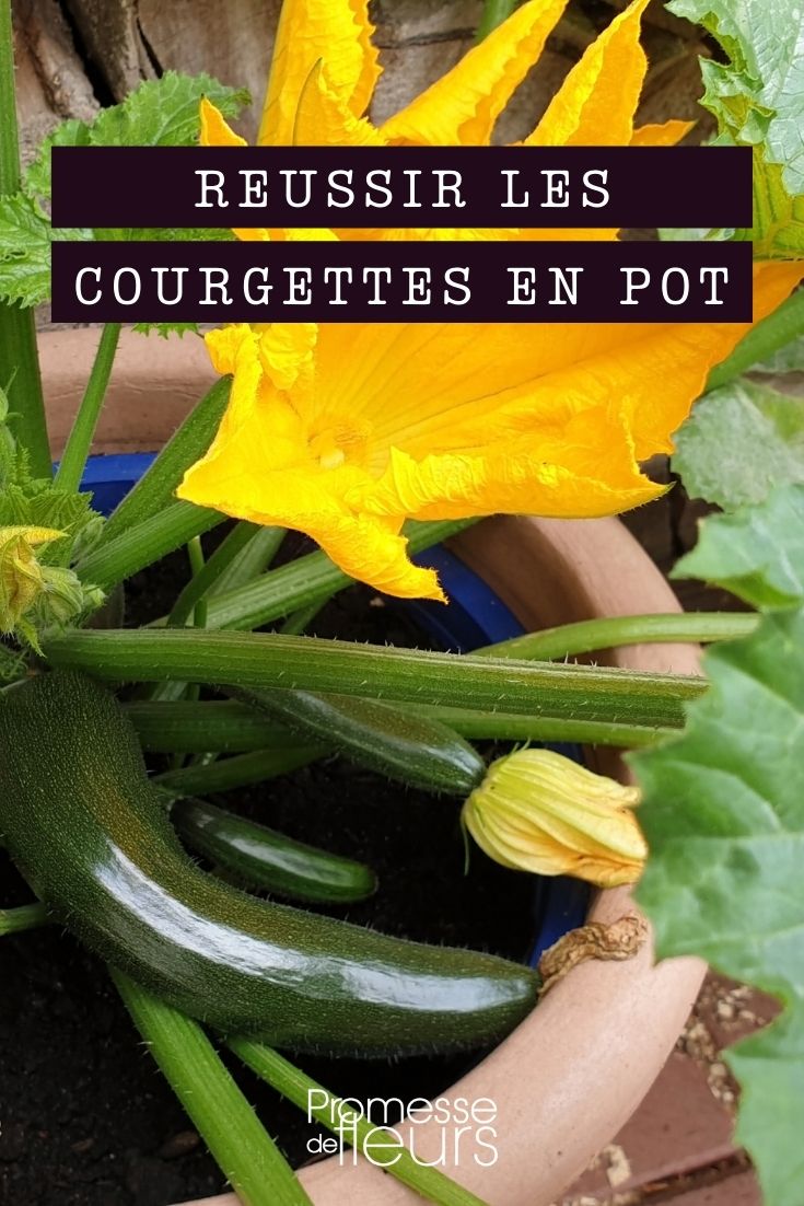 courgette en pot