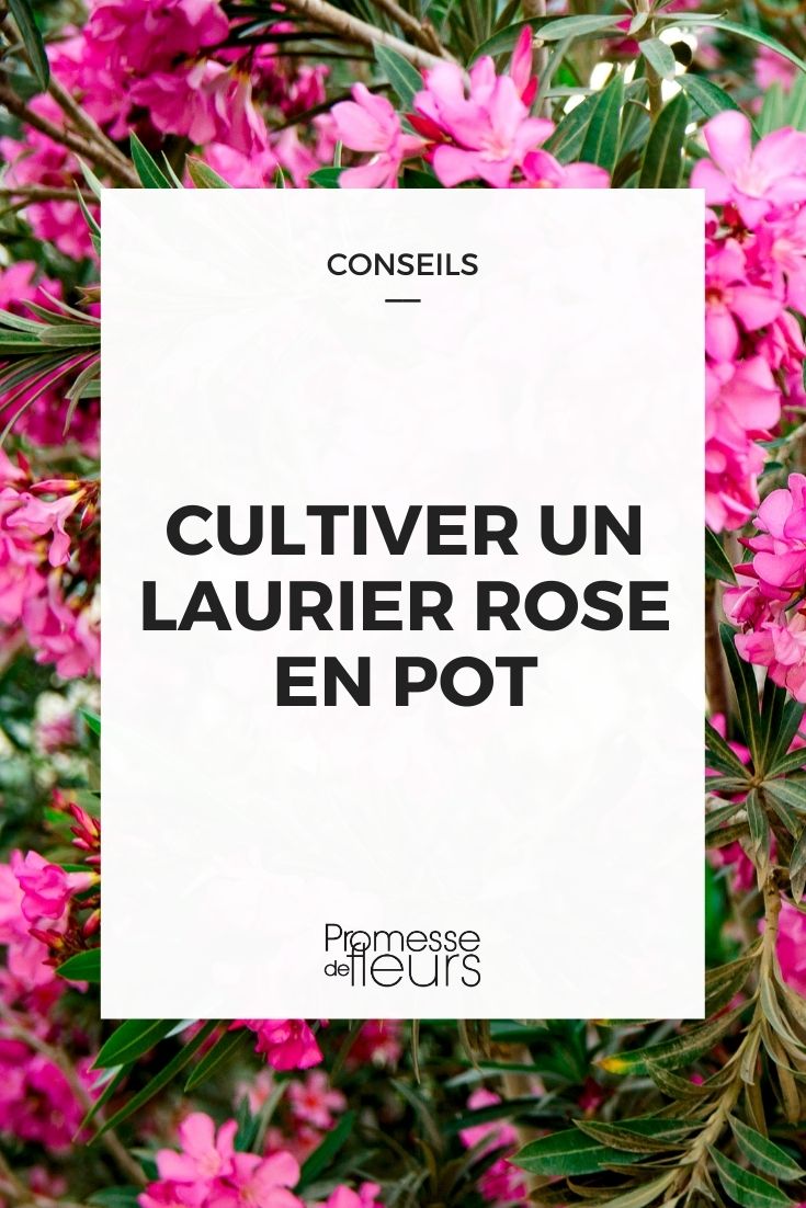 Citronnier, laurier-rose Comment protéger mes fleurs du froid?