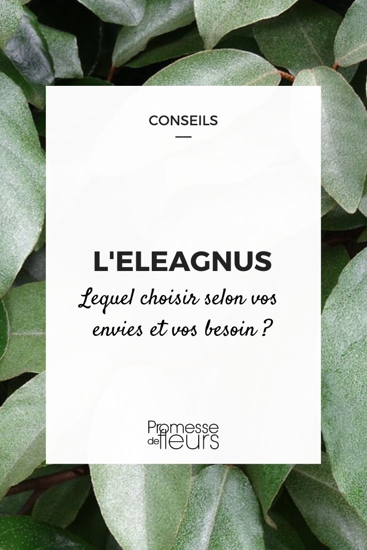 eleagnus choisir