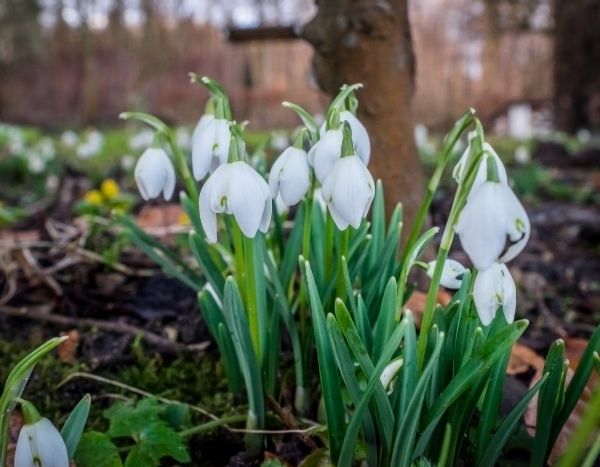 Février 2021 au jardin