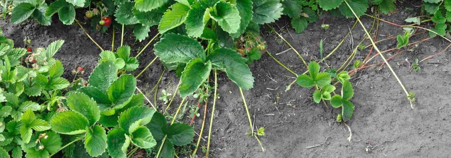 comment-renouveler-sa-fraiseraie-promesse-de-fleurs