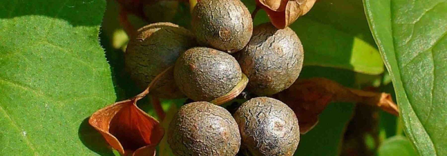 Graines del Païs : Autres légumes fruits > Melon d'hiver Vert