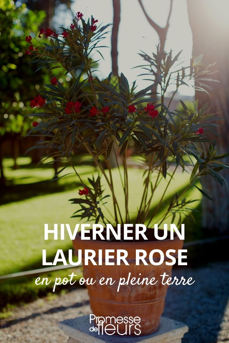 hiverner un laurier rose