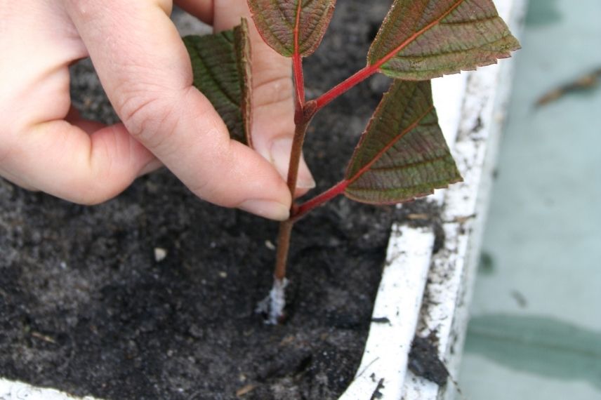 Hormone de Bouturage : 5 Recettes Faciles Pour la Fabriquer à la