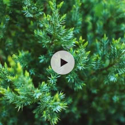 Cupressus arizonica Fastigiata - Cyprès de l'Arizona fastigié, en