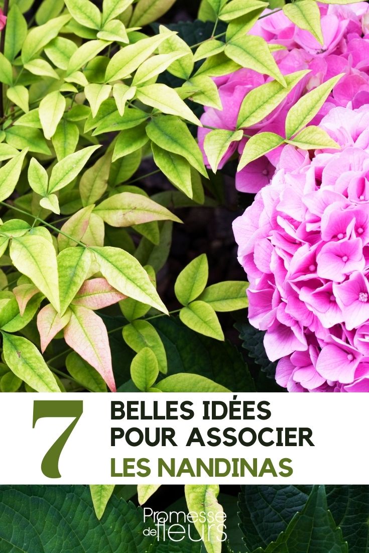 associer les nandina