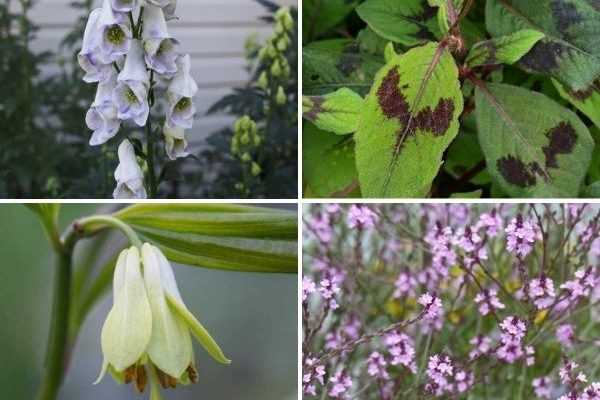 Vivaces : nos nouveautés printemps 2021