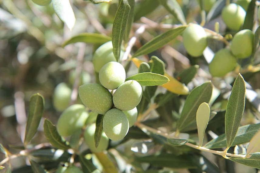 Citronnier grande taille - Olivier Ornement