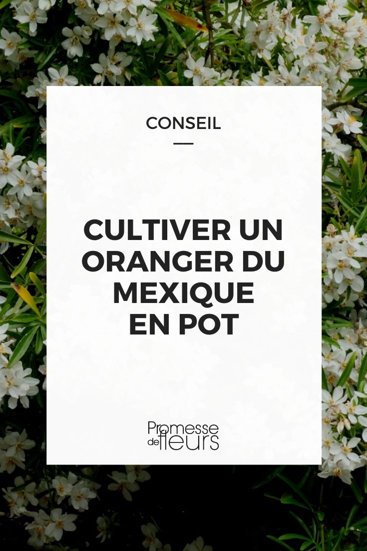 cultiver un choisya en pot