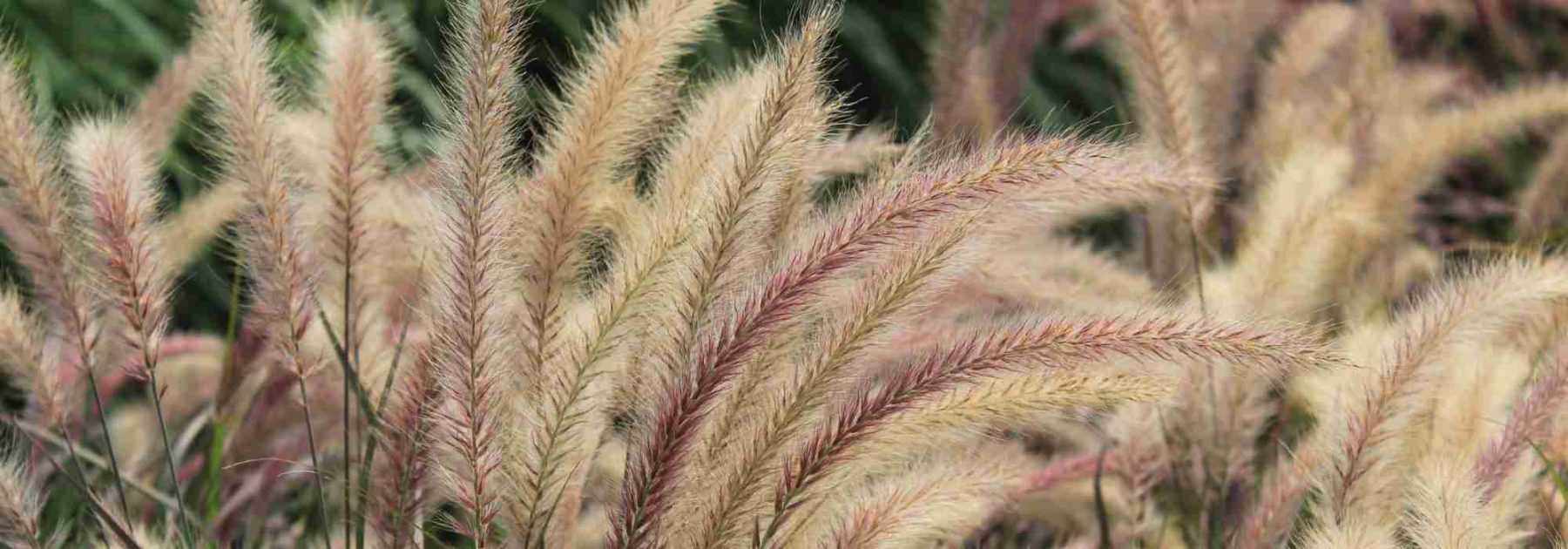 Pennisetum : 7 idées pour bien les associer