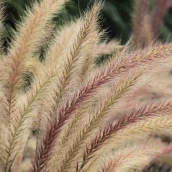 Pennisetum : 7 idées pour bien les associer