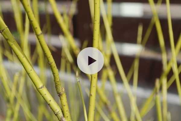 La taille du cornouiller à bois décoratif