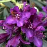 Enfin des rhododendrons qui supportent le calcaire et les sols argileux