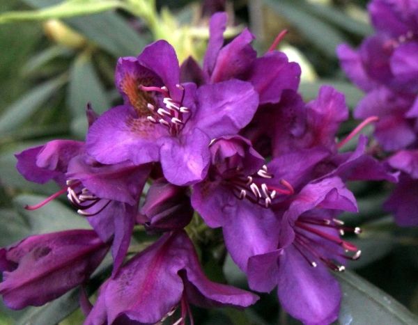 Enfin des rhododendrons qui supportent le calcaire et les sols argileux