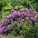 Rhododendron ou azalée : comment s'y retrouver ?