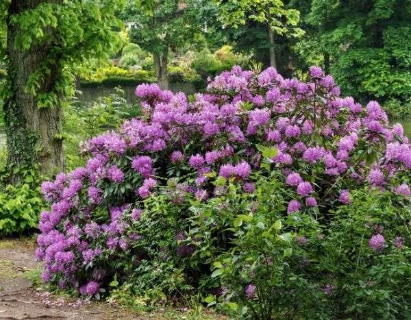 Rhododendron ou azalée : comment s'y retrouver ?