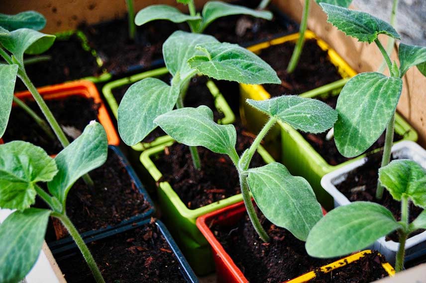 Semis et plantation de la courgette en pot : où et quand ?