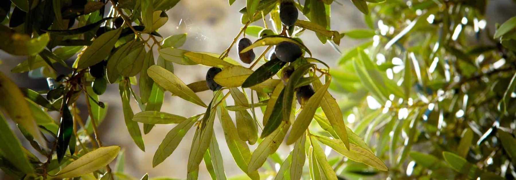 Taille de l’olivier : régularité, méthodes et conseils… Tout ce qu’il faut savoir !