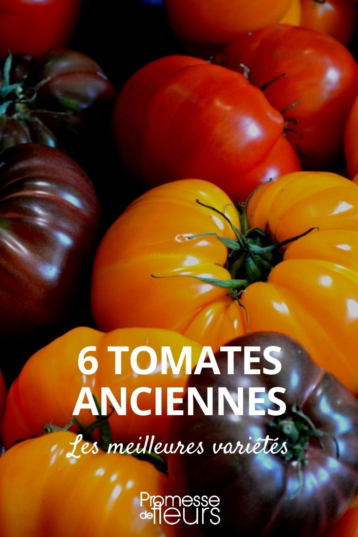 tomates anciennes