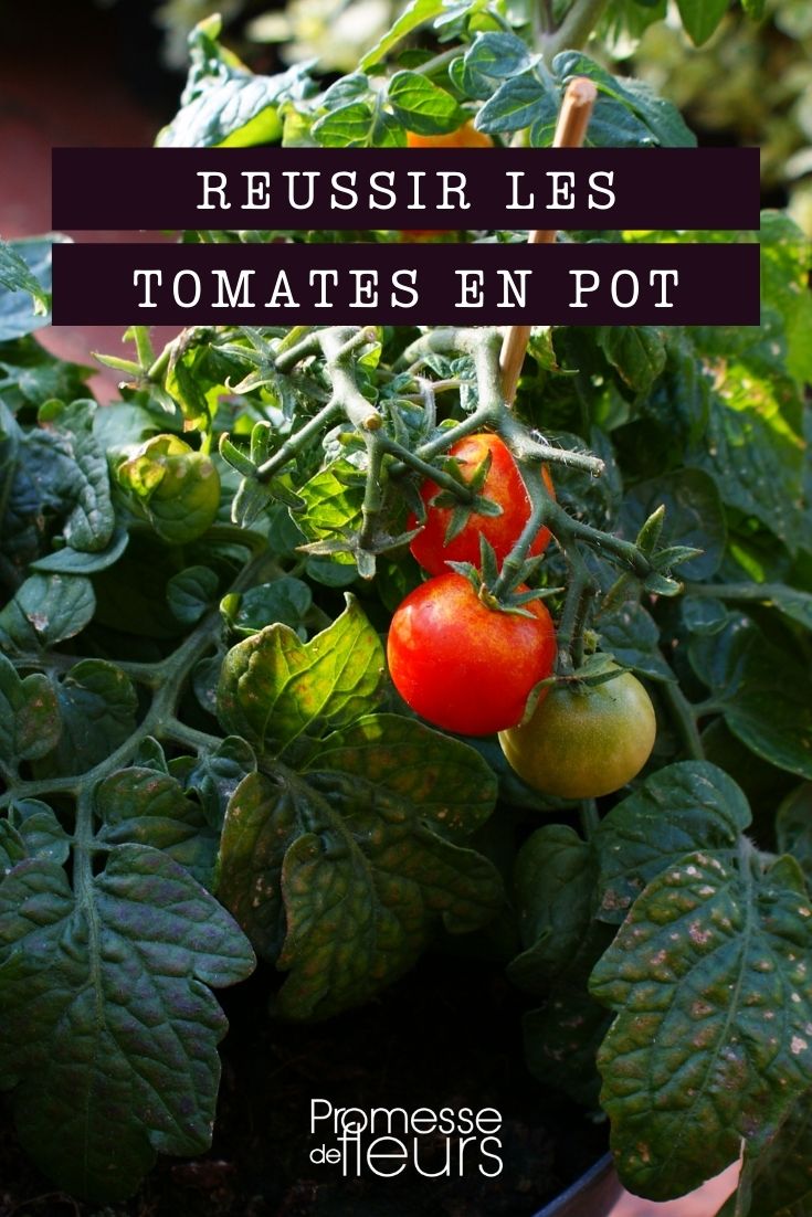 réussir la tomate en pot