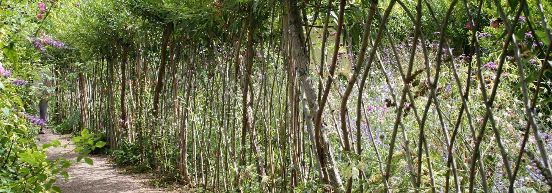 Comment planter et entretenir une haie vivante en osier ?