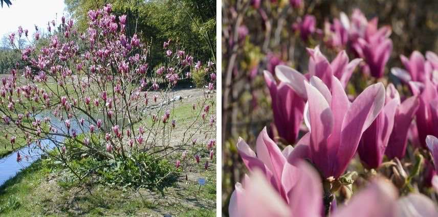 De belles fleurs dès les premières années avec le Magnolia Spectrum