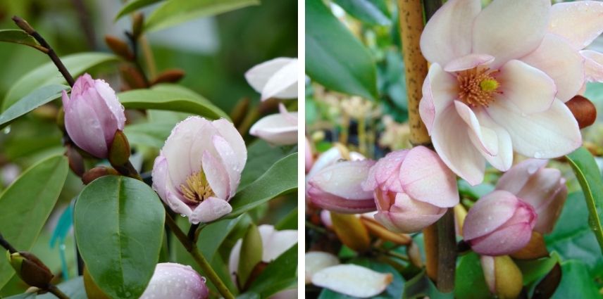 Le Magnolia Fairy Blush pour innover au jardin
