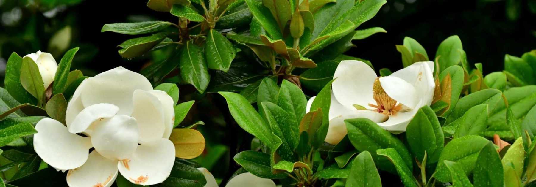 10 magnolias à feuillage persistant