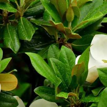 10 magnolias à feuillage persistant