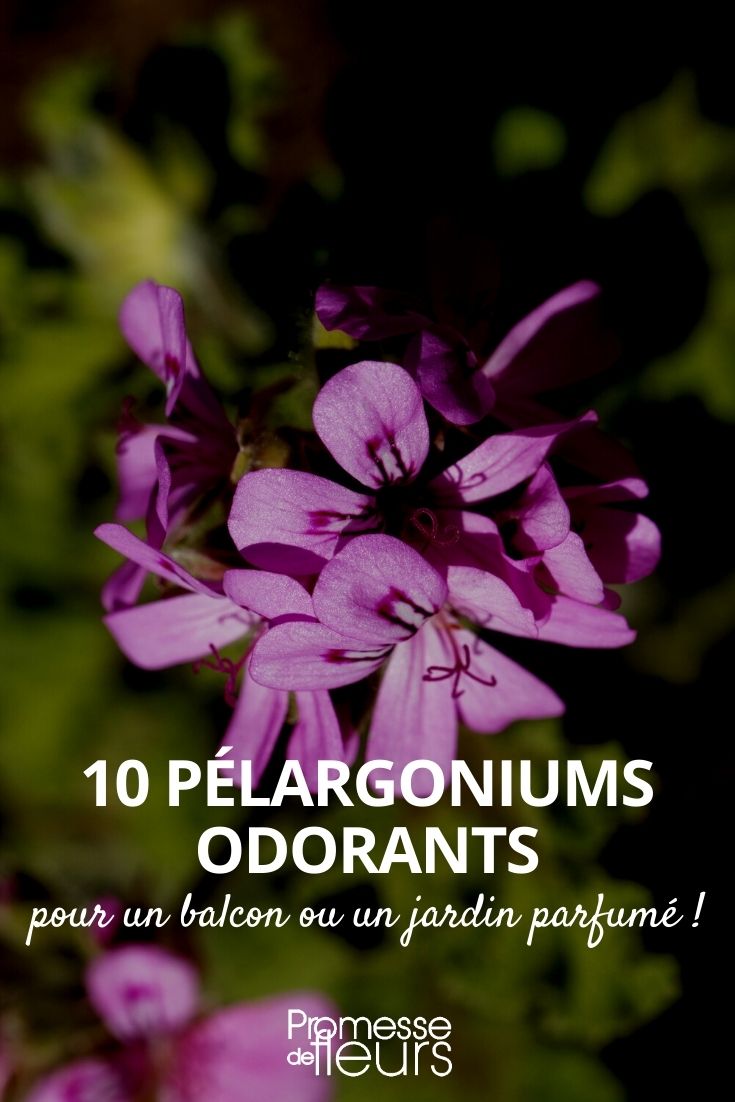 geranium odorant