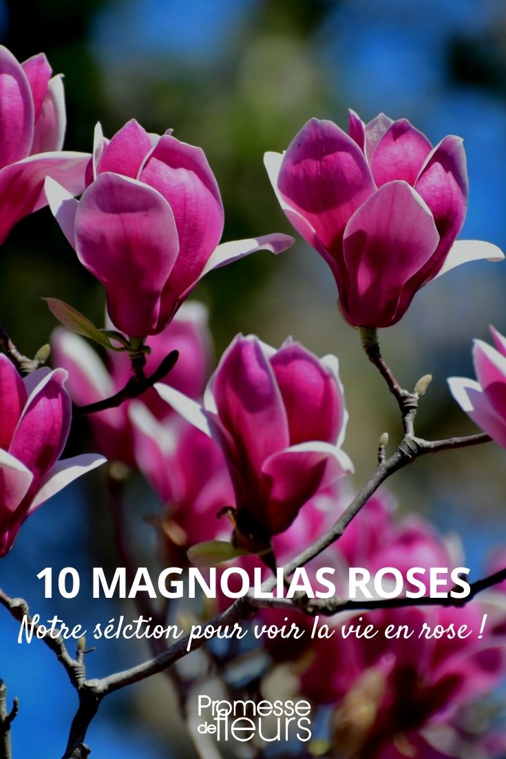 magnolia rose