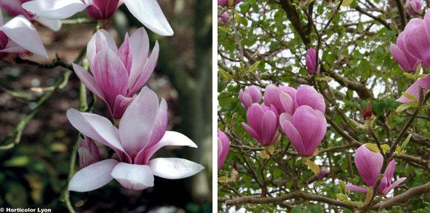 Un Magnolia rose et florifère, le Soulangeana Caméo