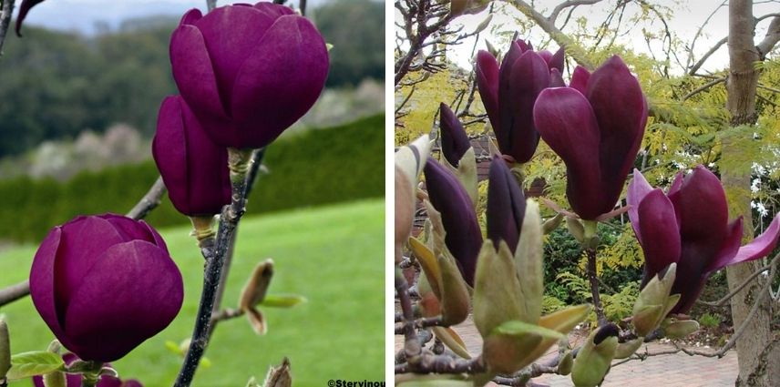 Un Magnolia rose foncé chic, le Black Tulip